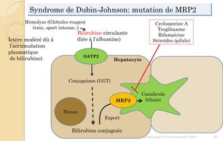 Syndrome de Dubin-Johnson: mutation de MRP2
Pharmacologie Franck Rencurel 2020 63
Hémolyse (Globules rouges)
(rate, sport intense..)
Bilirubine circulante
(liée à l’albumine)
Cyclosporine A
Troglitazone
Rifampicine
Stéroïdes (pilule)
Noyau
Canalicule
biliaire
OATP2
Conjugaison (UGT)
Bilirubine conjuguée
MRP2
Export
Hepatocyte
Ictère modéré dû à
l’accumulation
plasmatique
de bilirubine)
 