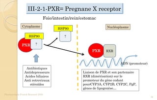 III-2-1-PXR= Pregnane X receptor
Pharmacologie Franck Rencurel 2020
76
PXR
HSP90
?
Antibiotiques
Antidepresseurs
Acides biliaires
Anti retroviraux
stéroïdes
HSP90
?
PXR RXR
Liaison de PXR et son partenaire
RXR (dimérisation) sur le
promoteur du gène codant
pourCYP3A, CYP2B, CYP2C, PgP,
gènes de lipogenèse…
Foie/intestin/rein/estomac
ADN (promoteur)
NucléoplasmeCytoplasme
 