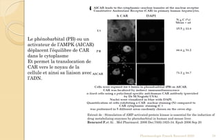 Pharmacologie Franck Rencurel 2020 78
Extrait de : Stimulation of AMP-activated protein kinase is essential for the induction of
drug metabolizing enzymes by phenobarbital in human and mouse liver.
Rencurel F,et Al. . Mol Pharmacol. 2006 Dec;70(6):1925-34. Epub 2006 Sep 20
Le phénobarbital (PB) ou un
activateur de l’AMPK (AICAR)
déplacent l’équilibre de CAR
dans le cytoplasme
Et permet la translocation de
CAR vers le noyau de la
cellule et ainsi sa liaison avec
l’ADN.
 