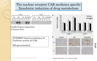 The nuclear receptor CAR mediates specific
Xenobiotic induction of drug metabolism
D’après Ping Wei et al : Nature, 2000
Cyp2b10 gene expression
in mouse liver
BrdU
Liver
weight
TCPOBOP=ligand synthétique de
l’isoforme murine de CAR
PB=phenobarbital,
Pharmacologie Franck Rencurel 2020
79
 