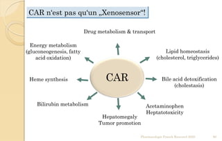 CAR n‘est pas qu‘un „Xenosensor“!
Heme synthesis
Drug metabolism & transport
Lipid homeostasis
(cholesterol, triglycerides)
Hepatomegaly
Tumor promotion
Bile acid detoxification
(cholestasis)
CAR
Energy metabolism
(gluconeogenesis, fatty
acid oxidation)
Acetaminophen
Heptatotoxicity
Bilirubin metabolism
Pharmacologie Franck Rencurel 2020 80
 