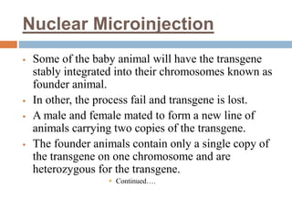 Nuclear Microinjection
 Some of the baby animal will have the transgene
stably integrated into their chromosomes known as
founder animal.
 In other, the process fail and transgene is lost.
 A male and female mated to form a new line of
animals carrying two copies of the transgene.
 The founder animals contain only a single copy of
the transgene on one chromosome and are
heterozygous for the transgene.
 Continued….
 