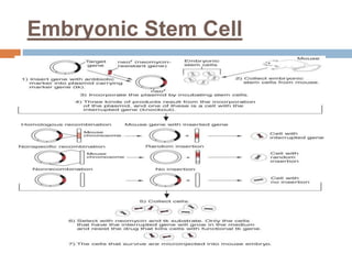 Embryonic Stem Cell
 