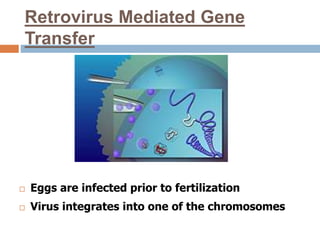 Retrovirus Mediated Gene
Transfer
 Eggs are infected prior to fertilization
 Virus integrates into one of the chromosomes
 