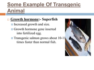 Some Example Of Transgenic
Animal
 Growth hormone:- Superfish
 Increased growth and size.
 Growth hormone gene inserted
into fertilized egg.
 Transgenic salmon grows about 10-11
times faster than normal fish.
 