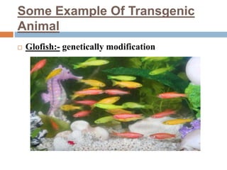 Some Example Of Transgenic
Animal
 Glofish:- genetically modification
 