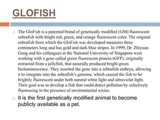 GLOFISH
 The GloFish is a patented brand of genetically modified (GM) fluorescent
zebrafish with bright red, green, and orange fluorescent color. The original
zebrafish from which the GloFish was developed measures three
centimeters long and has gold and dark blue stripes. In 1999, Dr. Zhiyuan
Gong and his colleagues at the National University of Singapore were
working with a gene called green fluorescent protein (GFP), originally
extracted from a jellyfish, that naturally produced bright green
bioluminescence. They inserted the gene into a zebrafish embryo, allowing
it to integrate into the zebrafish’s genome, which caused the fish to be
brightly fluorescent under both natural white light and ultraviolet light.
Their goal was to develop a fish that could detect pollution by selectively
fluorescing in the presence of environmental toxins.
 It is the first genetically modified animal to become
publicly available as a pet.
 