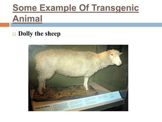 Some Example Of Transgenic
Animal
 Dolly the sheep
 