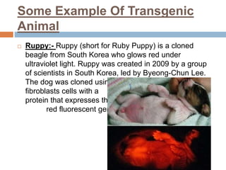 Some Example Of Transgenic
Animal
 Ruppy:- Ruppy (short for Ruby Puppy) is a cloned
beagle from South Korea who glows red under
ultraviolet light. Ruppy was created in 2009 by a group
of scientists in South Korea, led by Byeong-Chun Lee.
The dog was cloned using viral transfection of
fibroblasts cells with a
protein that expresses the
red fluorescent gene.
 