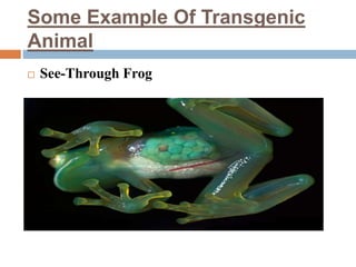 Some Example Of Transgenic
Animal
 See-Through Frog
 