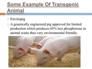 Some Example Of Transgenic
Animal
 Enviropig
 A genetically engineered pig approved for limited
production which produces 65% less phosphorous in
animal waste thus very environmental friendly.
 