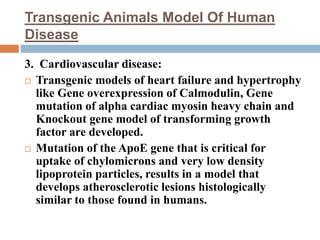 Transgenic Animals Model Of Human
Disease
3. Cardiovascular disease:
 Transgenic models of heart failure and hypertrophy
like Gene overexpression of Calmodulin, Gene
mutation of alpha cardiac myosin heavy chain and
Knockout gene model of transforming growth
factor are developed.
 Mutation of the ApoE gene that is critical for
uptake of chylomicrons and very low density
lipoprotein particles, results in a model that
develops atherosclerotic lesions histologically
similar to those found in humans.
 