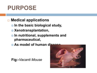 PURPOSE
 Medical applications
 In the basic biological study,
 Xenotransplantation,
 In nutritional, supplements and
pharmaceutical,
 As model of human disease,
Fig:-Vacanti Mouse
 