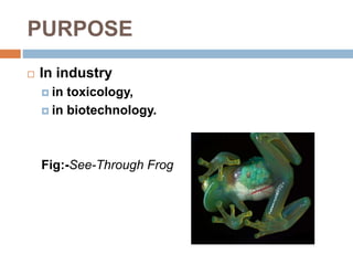 PURPOSE
 In industry
 in toxicology,
 in biotechnology.
Fig:-See-Through Frog
 