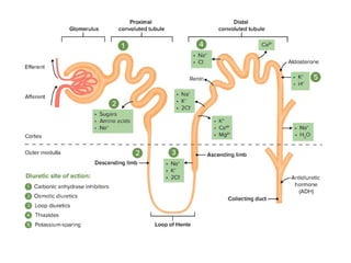 Pharmacology-II Unit-I. Pharmacology of Drugs Acting on Cardio Vascular ...