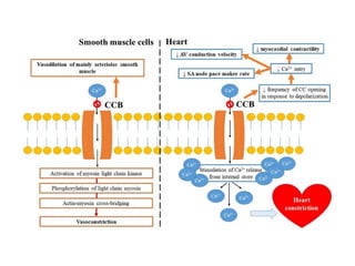 Pharmacology-II Unit-I. Pharmacology of Drugs Acting on Cardio Vascular ...