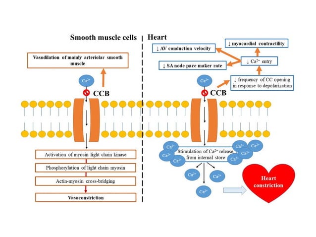 Pharmacology-II Unit-I. Pharmacology of Drugs Acting on Cardio Vascular ...