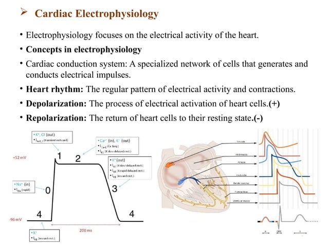 Pharmacology-II Unit-I. Pharmacology of Drugs Acting on Cardio Vascular ...