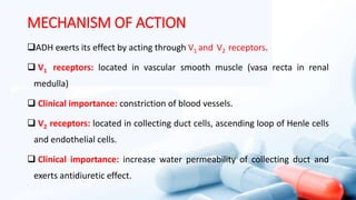 MECHANISM OF ACTION
ADH exerts its effect by acting through V1 and V2 receptors.
 V1 receptors: located in vascular smooth muscle (vasa recta in renal
medulla)
 Clinical importance: constriction of blood vessels.
 V2 receptors: located in collecting duct cells, ascending loop of Henle cells
and endothelial cells.
 Clinical importance: increase water permeability of collecting duct and
exerts antidiuretic effect.
 