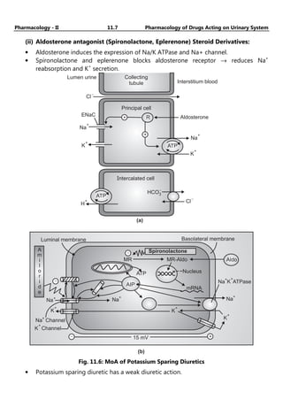 Pharmacology - II 11.7 Pharmacology of Drugs Acting on Urinary System
(ii) Aldosterone antagonist (Spironolactone, Eplerenone) Steroid Derivatives:
• Aldosterone induces the expression of Na/K ATPase and Na+ channel.
• Spironolactone and eplerenone blocks aldosterone receptor → reduces Na+
reabsorption and K+
secretion.
Cl
-
Na
+
K
+
ATP
K
+
ATP
H
+ Cl
-
HCO3
-
Intercalated cell
ENaC R
Principal cell
Aldosterone
+
+
Collecting
tubule
Lumen urine
Interstitium blood
Na
+
(a)
(b)
A
m
i
l
o
r
i
d
e
Luminal membrane
-
Na+
-
AIP
ATP
MR MR-Aldo
Nucleus
mRNA
Na
+
K
+
Na
+
K ATPase
+
Na
+
K
+
K
+
K
+
Channel
Na+
Channel
+
-
Spironolactone
Basolateral membrane
Aldo
15 mV
Fig. 11.6: MoA of Potassium Sparing Diuretics
• Potassium sparing diuretic has a weak diuretic action.
 