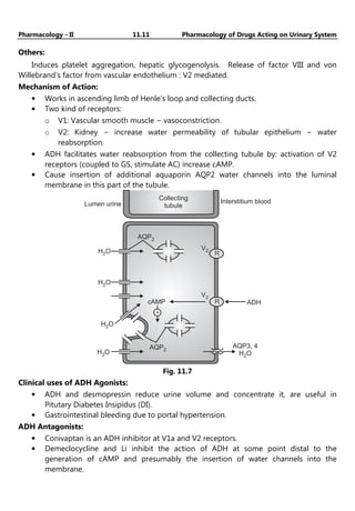 Pharmacology - II 11.11 Pharmacology of Drugs Acting on Urinary System
Others:
Induces platelet aggregation, hepatic glycogenolysis. Release of factor VIII and von
Willebrand’s factor from vascular endothelium : V2 mediated.
Mechanism of Action:
• Works in ascending limb of Henle’s loop and collecting ducts.
• Two kind of receptors:
o V1: Vascular smooth muscle − vasoconstriction.
o V2: Kidney − increase water permeability of tubular epithelium − water
reabsorption.
• ADH facilitates water reabsorption from the collecting tubule by: activation of V2
receptors (coupled to GS, stimulate AC) increase cAMP.
• Cause insertion of additional aquaporin AQP2 water channels into the luminal
membrane in this part of the tubule.
AQP2
V2
H O
2
H O
2
cAMP
V2
R
R ADH
AQP2
H O
2
H O
2
AQP3, 4
H O
2
Lumen urine Interstitium blood
Collecting
tubule
+
Fig. 11.7
Clinical uses of ADH Agonists:
• ADH and desmopressin reduce urine volume and concentrate it, are useful in
Pitutary Diabetes Insipidus (DI).
• Gastrointestinal bleeding due to portal hypertension.
ADH Antagonists:
• Conivaptan is an ADH inhibitor at V1a and V2 receptors.
• Demeclocycline and Li inhibit the action of ADH at some point distal to the
generation of cAMP and presumably the insertion of water channels into the
membrane.
 