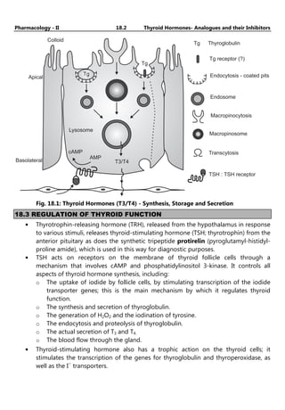 Pharmacology - II 18.2 Thyroid Hormones- Analogues and their Inhibitors
Tg
Tg
Apical
Tg Thyroglobulin
Tg receptor (?)
Endocytosis - coated pits
Endosome
Macropinocytosis
Lysosome
cAMP
AMP
T3/T4
Basolateral
Macropinosome
Transcytosis
TSH : TSH receptor
Colloid
Fig. 18.1: Thyroid Hormones (T3/T4) - Synthesis, Storage and Secretion
18.3 REGULATION OF THYROID FUNCTION
• Thyrotrophin-releasing hormone (TRH), released from the hypothalamus in response
to various stimuli, releases thyroid-stimulating hormone (TSH; thyrotrophin) from the
anterior pituitary as does the synthetic tripeptide protirelin (pyroglutamyl-histidyl-
proline amide), which is used in this way for diagnostic purposes.
• TSH acts on receptors on the membrane of thyroid follicle cells through a
mechanism that involves cAMP and phosphatidylinositol 3-kinase. It controls all
aspects of thyroid hormone synthesis, including:
o The uptake of iodide by follicle cells, by stimulating transcription of the iodide
transporter genes; this is the main mechanism by which it regulates thyroid
function.
o The synthesis and secretion of thyroglobulin.
o The generation of H2O2 and the iodination of tyrosine.
o The endocytosis and proteolysis of thyroglobulin.
o The actual secretion of T3 and T4.
o The blood flow through the gland.
• Thyroid-stimulating hormone also has a trophic action on the thyroid cells; it
stimulates the transcription of the genes for thyroglobulin and thyroperoxidase, as
well as the I−
transporters.
 