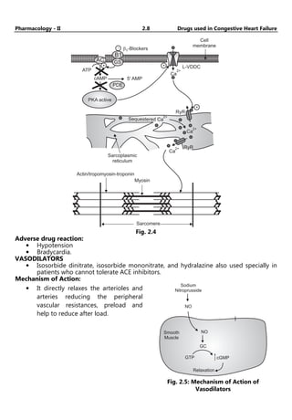 Pharmacology - II 2.8 Drugs used in Congestive Heart Failure
Cell
membrane
-
+
B1
GS
PDE
5' AMP
cAMP
ATP
b1-Blockers
PKA active
+
Ca
2+
+
RyR
L-VDDC
AC
Ca
2+
RyR
Ca
2+
Sequestered Ca
2+
Sarcoplasmic
reticulum
Actin/tropomyosin-troponin
Myosin
Sarcomere
Fig. 2.4
Adverse drug reaction:
• Hypotension
• Bradycardia.
VASODILATORS
• Isosorbide dinitrate, isosorbide mononitrate, and hydralazine also used specially in
patients who cannot tolerate ACE inhibitors.
Mechanism of Action:
• It directly relaxes the arterioles and
arteries reducing the peripheral
vascular resistances, preload and
help to reduce after load.
Sodium
Nitroprusside
NO
NO
GC
GTP cGMP
Relaxation
Smooth
Muscle
Fig. 2.5: Mechanism of Action of
Vasodilators
 
