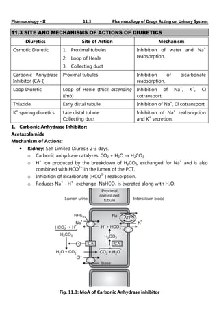 Pharmacology - II 11.3 Pharmacology of Drugs Acting on Urinary System
11.3 SITE AND MECHANISMS OF ACTIONS OF DIURETICS
Diuretics Site of Action Mechanism
Osmotic Diuretic 1. Proximal tubules
2. Loop of Henle
3. Collecting duct
Inhibition of water and Na+
reabsorption.
Carbonic Anhydrase
Inhibitor (CA-I)
Proximal tubules Inhibition of bicarbonate
reabsorption.
Loop Diuretic Loop of Henle (thick ascending
limb)
Inhibition of Na+
, K+
, Cl
cotransport.
Thiazide Early distal tubule Inhibition of Na+
, Cl cotransport
K+
sparing diuretics Late distal tubule
Collecting duct
Inhibition of Na+
reabsorption
and K+
secretion.
1. Carbonic Anhydrase Inhibitor:
Acetazolamide
Mechanism of Actions:
• Kidney: Self Limited Diuresis 2-3 days.
o Carbonic anhydrase catalyzes: CO2 + H2O → H2CO3
o H+
ion produced by the breakdown of H2CO3, exchanged for Na+
and is also
combined with HCO3−
in the lumen of the PCT.
o Inhibition of Bicarbonate (HCO3−
) reabsorption.
o Reduces Na+
- H+
-exchange NaHCO3 is excreted along with H2O.
Lumen urine Interstitium blood
Proximal
convoluted
tubule
Na
+
ATP
K
+
NHE
Na
3
+
HCO + H
3
- +
H CO
2 3
+ CA CA
H CO
2 3
H +
+
3
-
HCO
CO + H O
2 2
Base-
H O + CO
2 2
Cl-
Fig. 11.3: MoA of Carbonic Anhydrase inhibitor
 