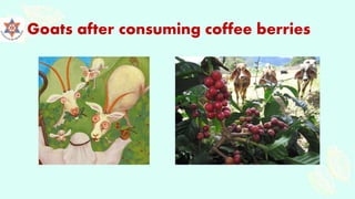 Goats after consuming coffee berries
 