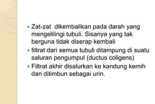  Zat-zat dikembalikan pada darah yang
mengelilingi tubuli. Sisanya yang tak
berguna tidak diserap kembali
 filtrat dari semua tubuli ditampung di suatu
saluran pengumpul (ductus coligens)
 Filtrat akhir disalurkan ke kandung kemih
dan ditimbun sebagai urin.
 