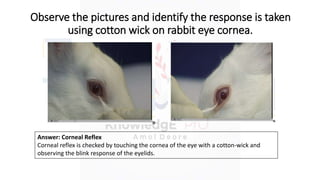 Reflex Rabbit Pharmacology Experiment based Questions For D. Pharm | PPTX