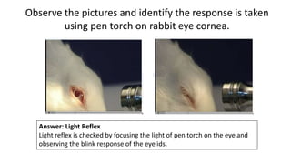 Reflex Rabbit Pharmacology Experiment based Questions For D. Pharm | PPTX