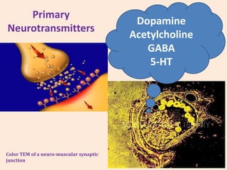 Primary
Neurotransmitters
Color TEM of a neuro-muscular synaptic
junction
Dopamine
Acetylcholine
GABA
5-HT
 