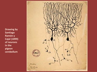 Drawing by
Santiago
Ramón y
Cajal (1899)
of neurons
in the
pigeon
cerebellum
 