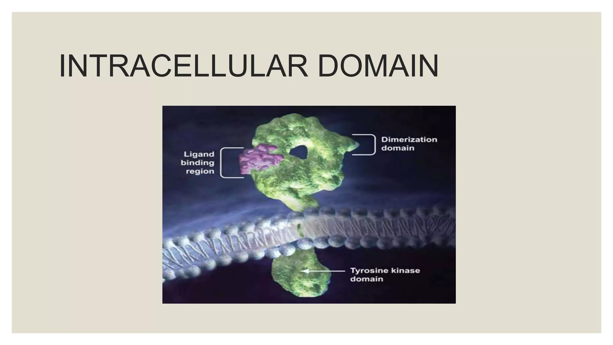 intracellular receptors | PPTX