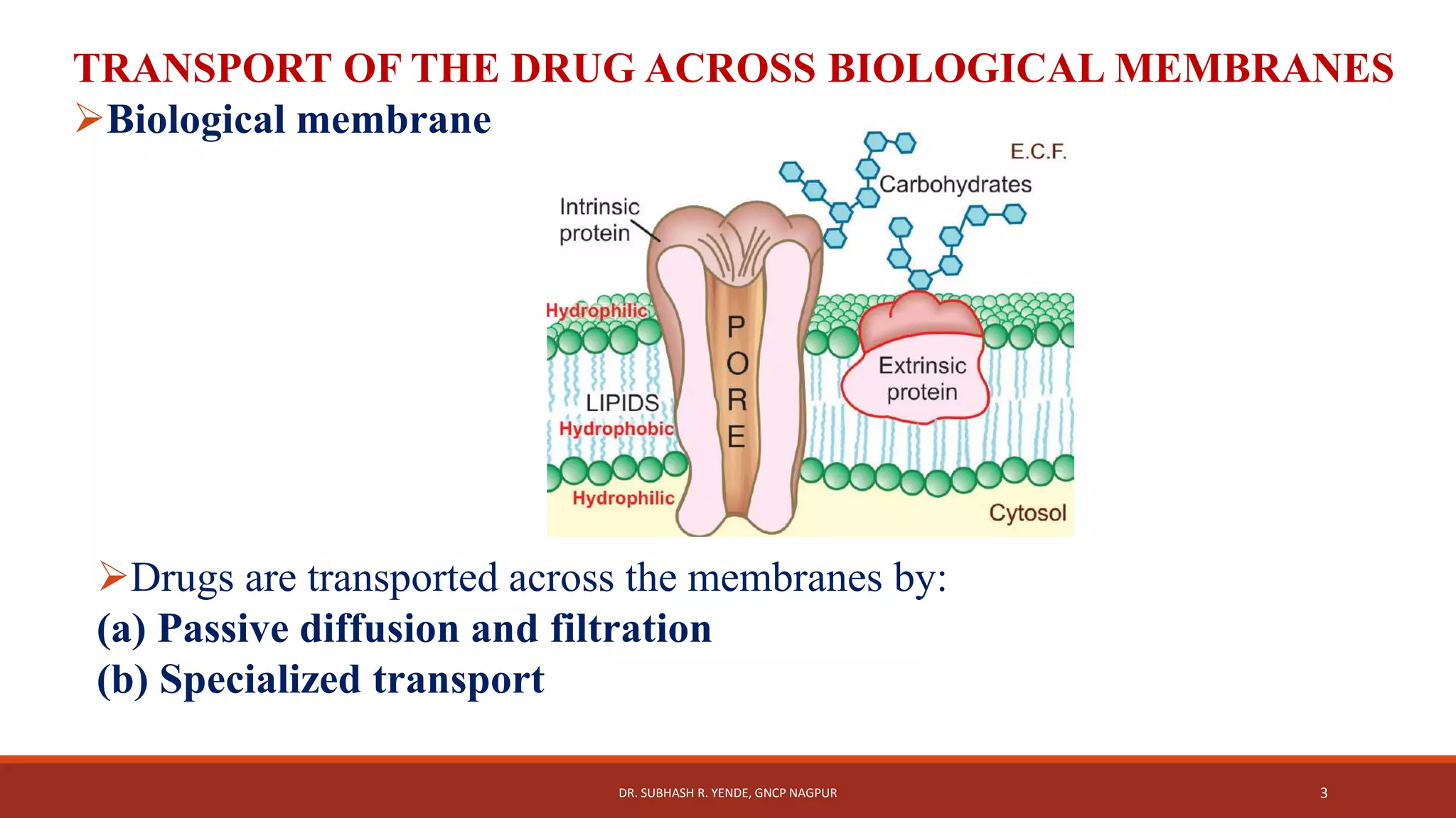 Membrane Absorption Parallel Pharmacology I- Pharmacokinetics (Absorption and Distribution) | PPTX