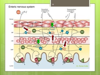 19

Enteric nervous system

Dr. Rohan Kolla

 