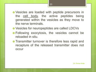 23

 Vesicles

are loaded with peptide precursors in
the cell body, the active peptides being
generated within the vesicles as they move to
the nerve terminals.
 Vesicles for neuropeptides are called LDCVs
 Following exocytosis, the vesicles cannot be
reloaded in situ.
 Transmitter turnover is therefore less rapid and
recapture of the released transmitter does not
occur

Dr. Rohan Kolla

 