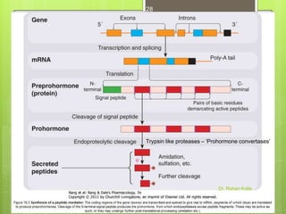 28

Trypsin like proteases – ‘Prohormone convertases’

Dr. Rohan Kolla

 