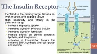 The Insulin Receptor
• Identified in the primary target tissues, ie,
liver, muscle, and adipose tissue
• High specificity and affinity in the
picomolar range
• Increase in glucose uptake;
• increased glycogen synthase activity
• increased glycogen formation;
• multiple effects on protein synthesis,
lipolysis, and lipogenesis;
• activation of transcription factors that
enhance DNA synthesis and cell growth
and division
25-04-2017
Dr.T.S.Mohamed
Saleem
18
Translocation of glucose transporter (GLUT 4)
 