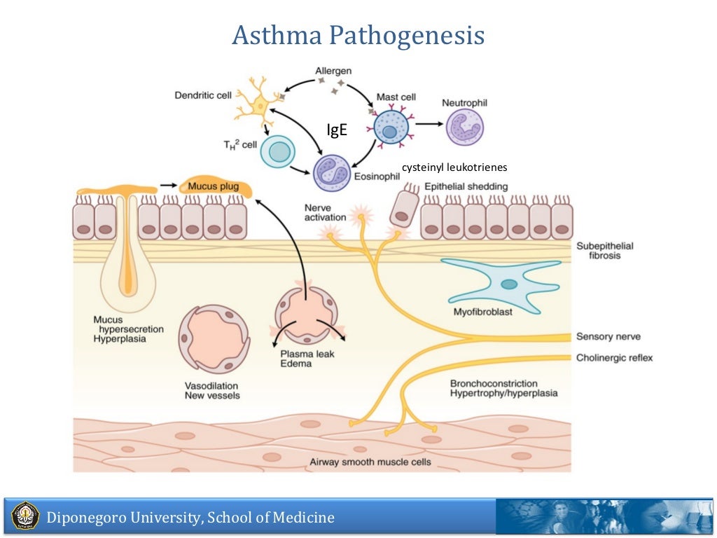 Pharmacology of asthmatic drugs