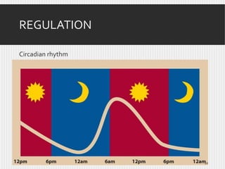 REGULATION
Circadian rhythm

10

 