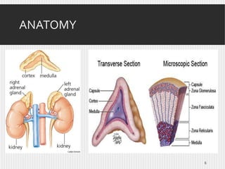 ANATOMY

6

 