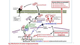 Fig: Mechanism of action of glucocorticoids
6
 