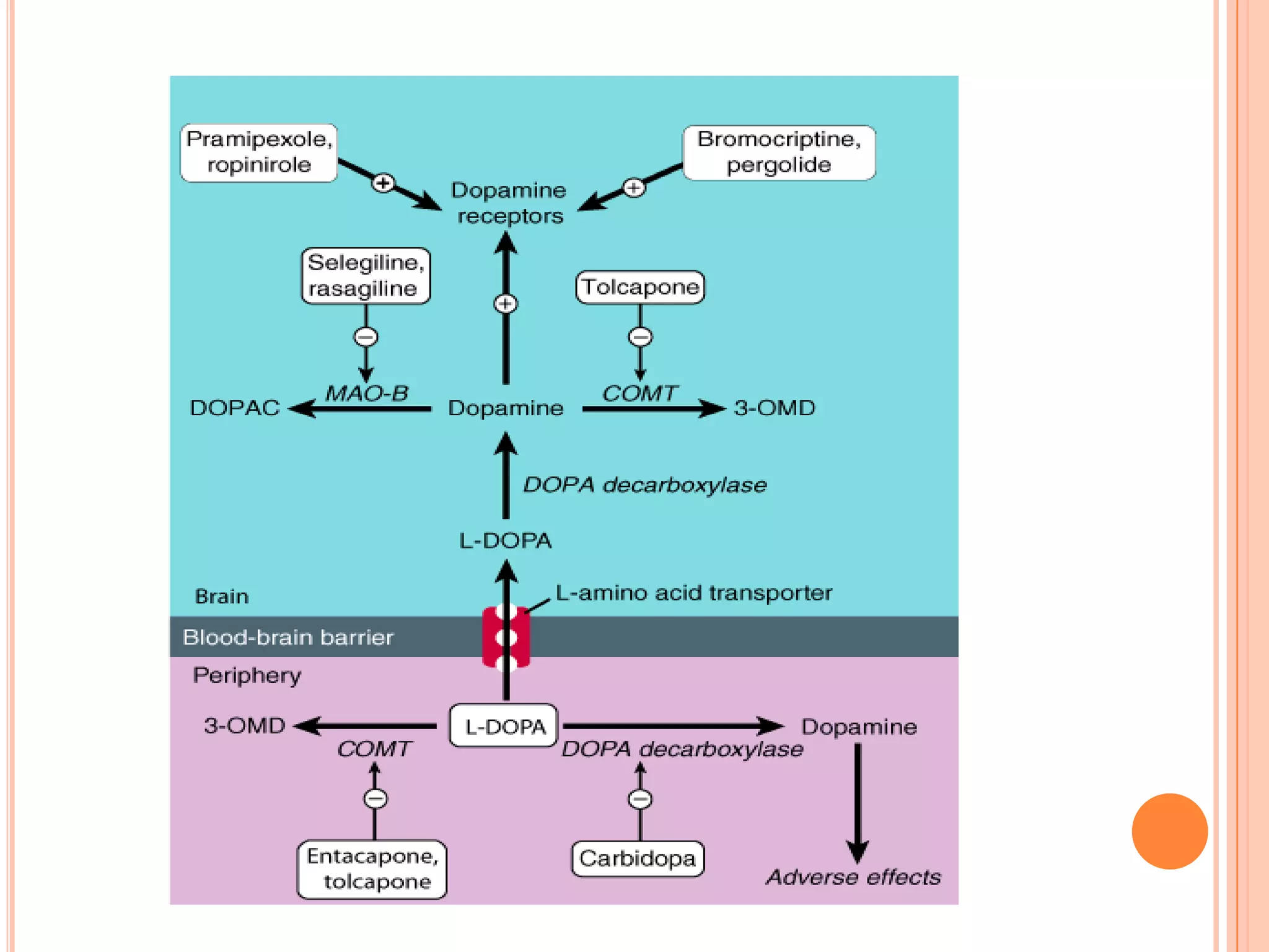 Pharmacology of dopamine | PPTX