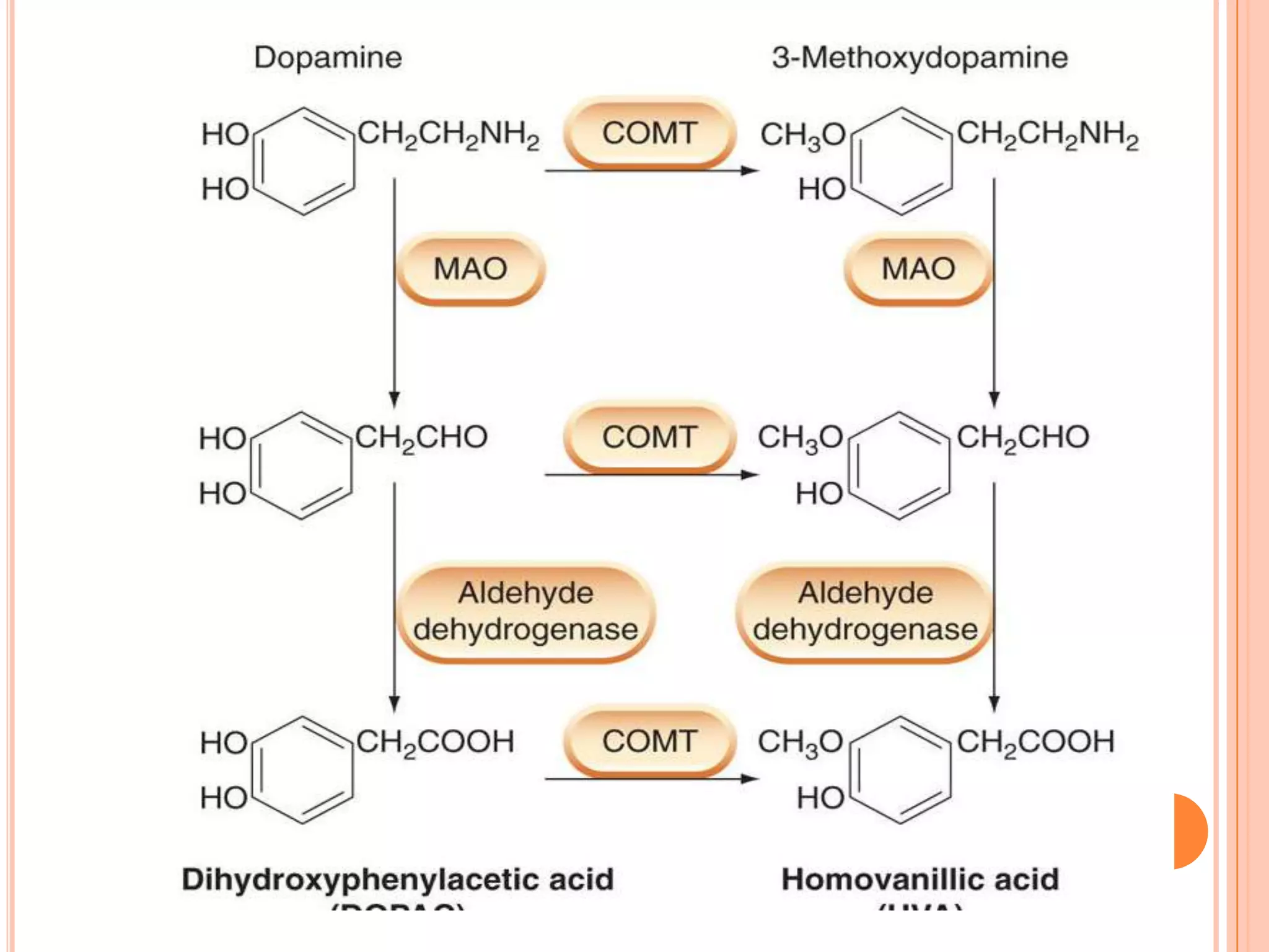 Pharmacology of dopamine | PPTX