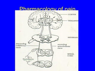 Pharmacology of pain | PPT