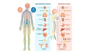 Turks Function System PHARMACOLOGY OF PERIPHERAL NERVOUS SYSTEM.pptx