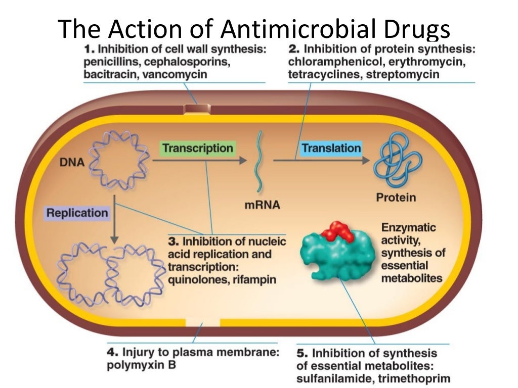 Pharmacology of Antibiotics