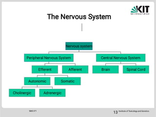 Pharmacology of the autonomic and somatic nervous systems.pdf
